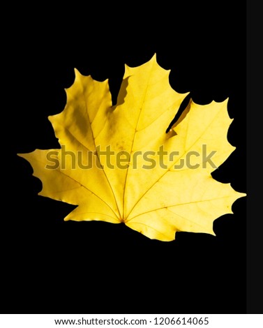 Similar – Image, Stock Photo The sheet 33 Maple tree