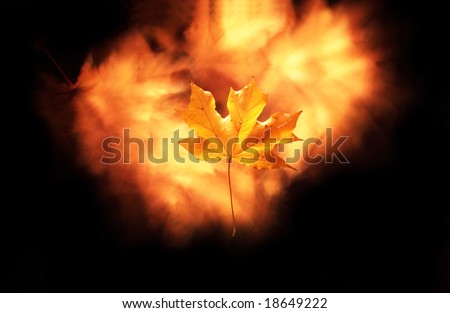 maple leaf on the black background   with light wind