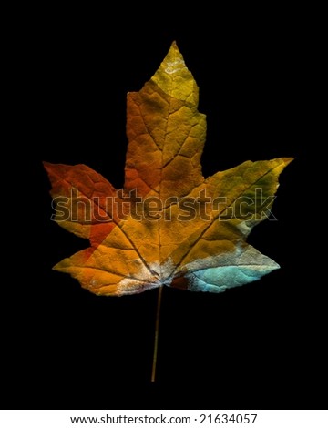 Similar – Image, Stock Photo The sheet 33 Maple tree