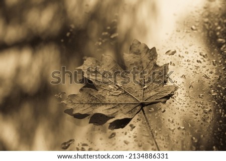 Maple leaf on a car window. Drops of water on glass. Serpia. Leaves in brown tones. Autumn mood.