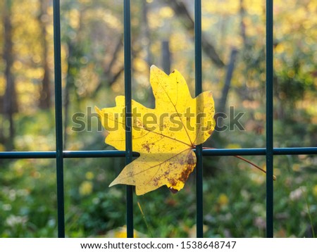 maple leaf on grid metal fence in autumn season in October. Autumn leaves stuck on fence with copy space for runaround or wraparound text against white background.