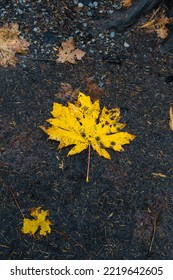 Maple leaf on the ground