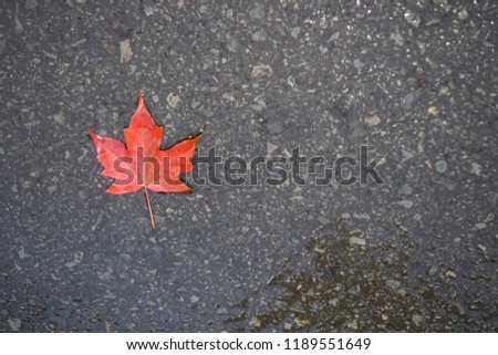 Maple leaf on ground with room and space for content.