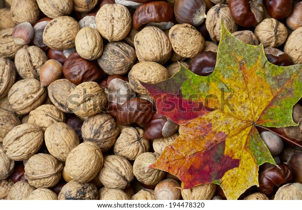 Maple Leaf On Nuts Chestnuts Stock Photo (Edit Now) 194478320