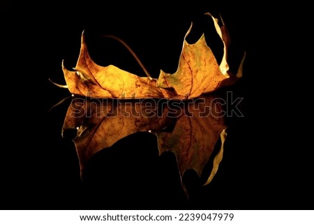 Maple leaf on reflecting water surface