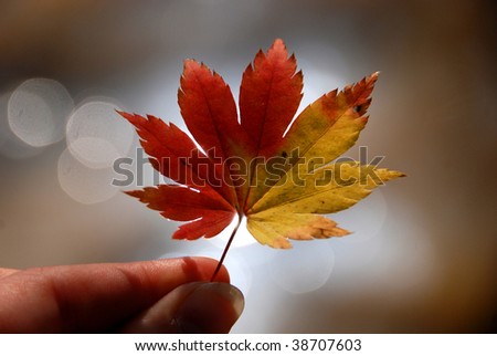 Similar – Image, Stock Photo red autumn leaf is held by hand