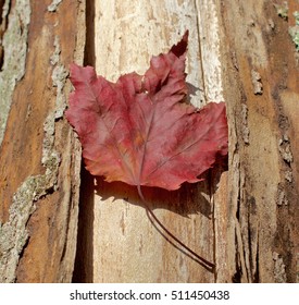 Maple leaf on the trunk of a tree in autumn.  Fall in Durham, CT.