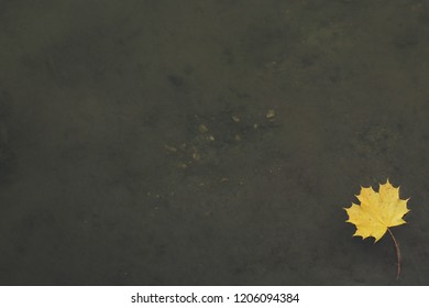 Maple leaf on water surface