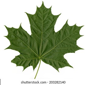 32,394 Sugar maple Images, Stock Photos & Vectors | Shutterstock