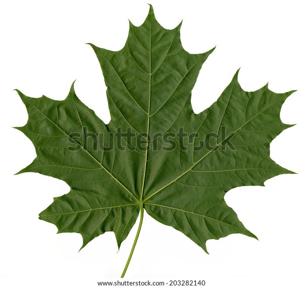 Maple Leaf On White Background Stock Photo 203282140 