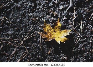 Maple leaf and pine needles on the ground. Autumn forest