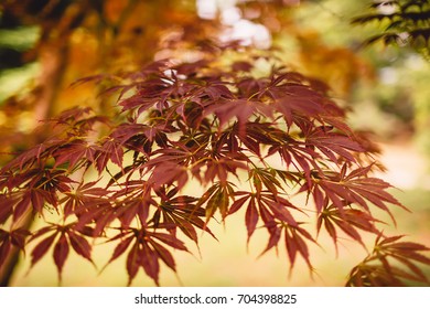 maple leaf red autumn sunset tree blurred background