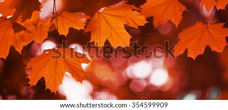 maple leaf red autumn sunset tree blurred  background