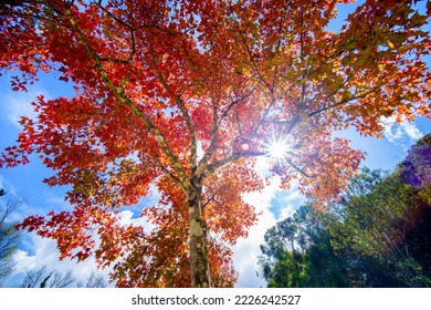 maple leaf red autumn tree with blurred background. Beautiful maple trees with coloured leafs at autumn. Colorful foliage in the park.