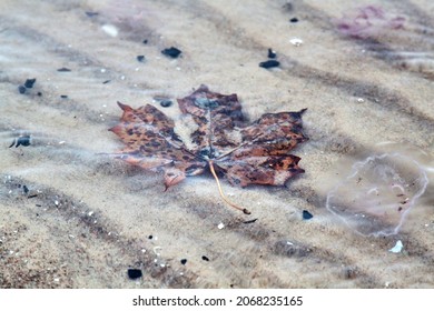 Maple leaf in sea water, autumn vibes. Selective focus. High quality photo