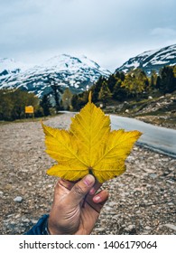 Maple leaf with snowcapped mountain in the background.