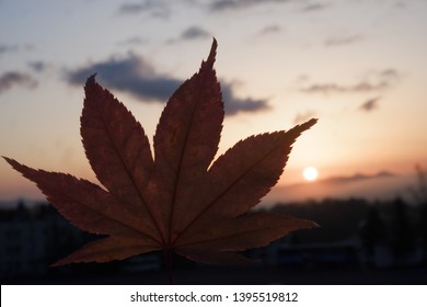 Maple Leaf With Sunrise In Rusutsu Resort 