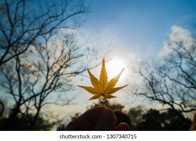 Maple leaf at sunset