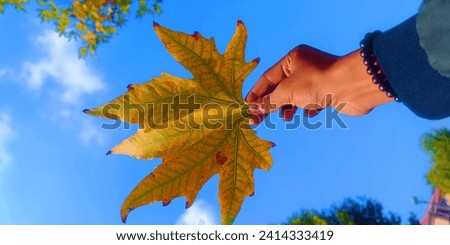 A maple leaf. This picture of maple is captured but Redmi 12 pro+ my me in Shrinagar city jammu-kashmir. the maple leaf had been adopted as an emblem by the French Canadians along the Saint