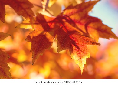 Maple Leaf Turning Color In Fall On A Sunny Day With The Leaf Being Lit From Behind.