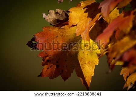 Maple leaf turning red in automn in Canada