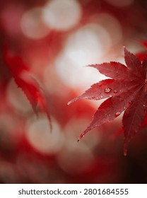 Maple Leaf With Water Droplets A Close Up Autumnal Photo With Blurred Red Background acer