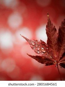 Maple Leaf With Water Droplets A Close up Photograph With A Red Background acer autumn