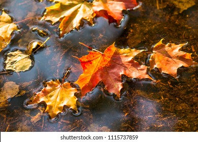 maple leaf in water, floating autumn maple leaf. Colorful leaves in puddle. Selective focus. Sunny autumn day. Autumn concept. Hello september, october - Powered by Shutterstock