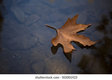 Maple Leaf In Water, Floating Autumn Maple Leaf