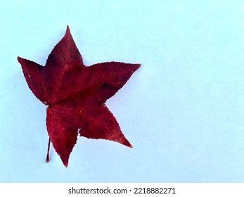 maple leaf with white background
