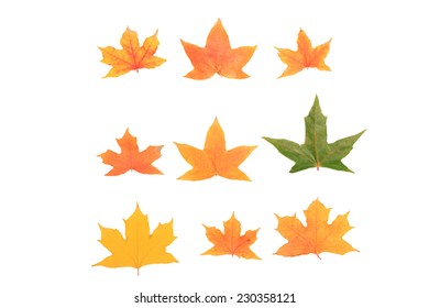 maple leafs