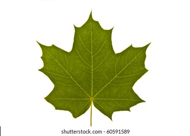 maple leave isolated on white