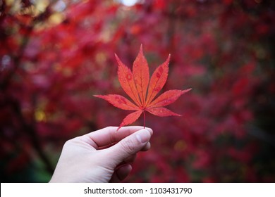 Maple Leave In Mount Wilson