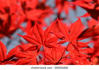 Maple leaves