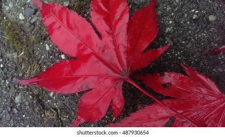 maple leaves