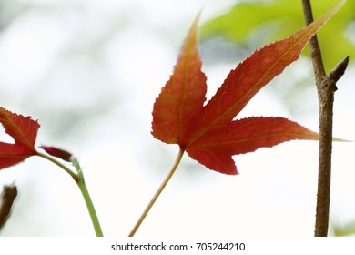Maple leaves
