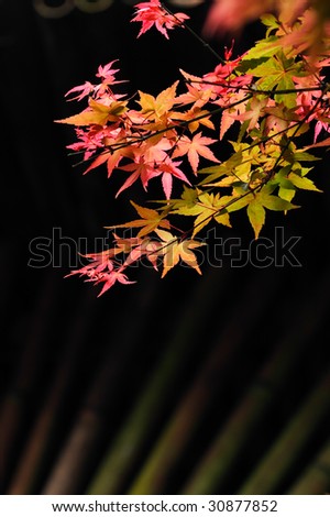 Similar – Image, Stock Photo Asian fans Nature Spring