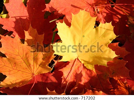 maple leaves
