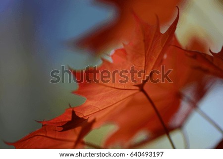 Similar – Image, Stock Photo red autumn leaf is held by hand