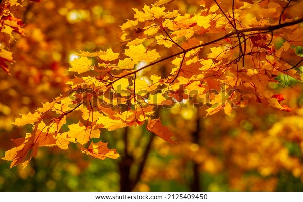 Maple leaves in\
autumn. Known as a source of syrup, sugar maple can reach 80 feet\
and up and swing up to 60 feet. Their fall foliage is viewed from\
yellow to orange and red.