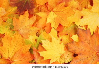 Orange Leaf Images Stock Photos Vectors Shutterstock