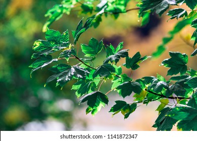 maple leaves background