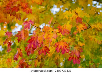 Maple leaves changing to bright red, orange, and yellow hues, showing seasonal transition