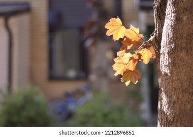 Maple leaves changing color from green to multicolor in fall. Maple syrup is sweet and healthy. Offshoot from bole of a tree.  - Shutterstock ID 2212896851