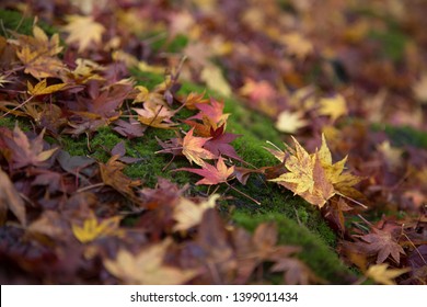 Maple leaves drop on the ground in fall or autumn, changing season.    - Powered by Shutterstock