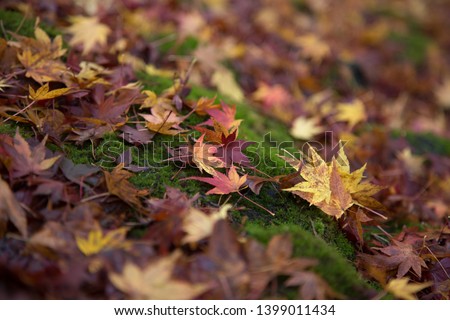 Maple leaves drop on the ground in fall or autumn, changing season.   