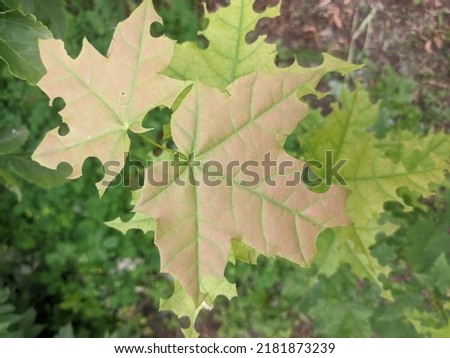 Maple leaves eaten by caterpillars in summer. Insects damage trees in parks.