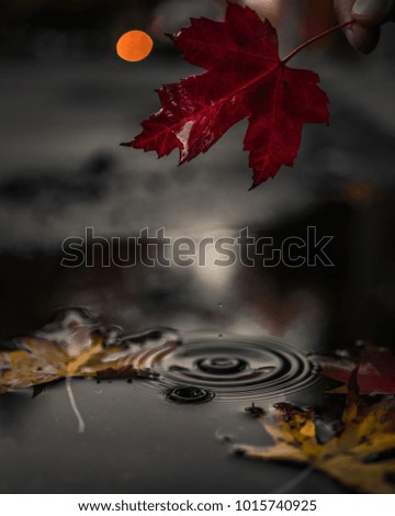 Similar – Image, Stock Photo Closeup of isolated orange leaf of quercus ilex with a dark background with bokeh