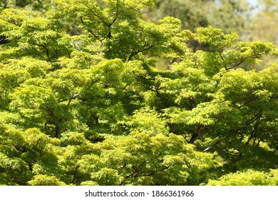 Maple leaves in the fresh green - Shutterstock ID 1866361966