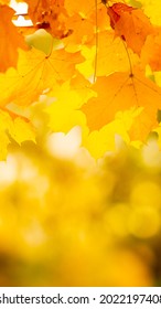 Maple Leaves On Branch. Colorful Autumn Maple Leaves On A Tree Branch Background. Fall Background. Beautiful Nature Scene